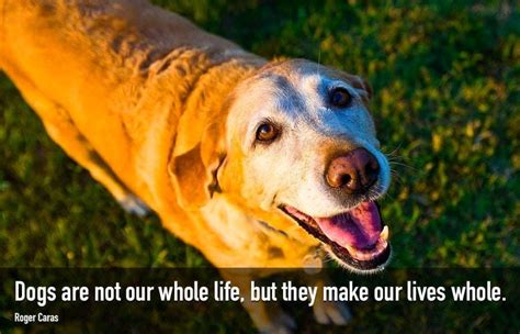 50 Inspirational Pet Loss Quotes My Dogs Name