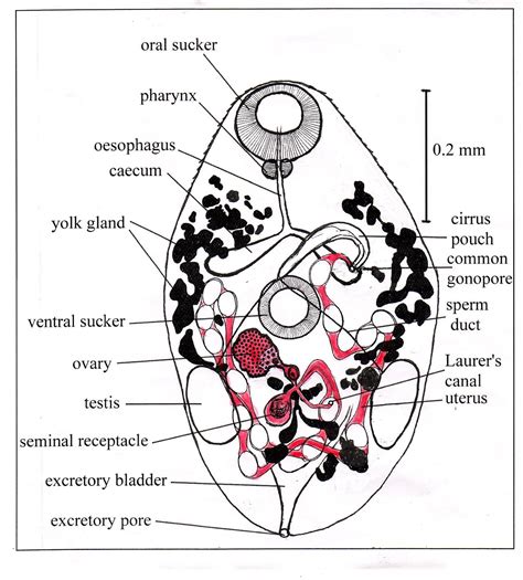 Download scientific diagram | schematic diagram of the normal liver. Diagram Of Liver Fluke Schematic | Liver fluke, Diagram, Teaching science
