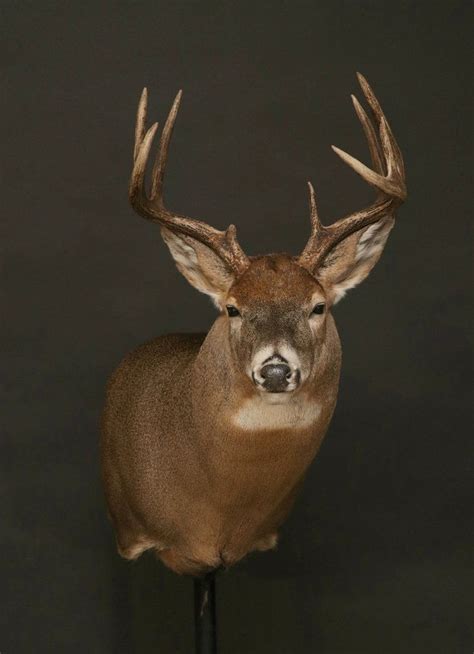 Whitetail — Orion Taxidermy Whitetail Deer Hunting Whitetail Bucks Deer Head Decor Deer