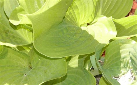 Find The Best Hostas For Sun 🌞 🌿 Discover Varieties That Thrive And