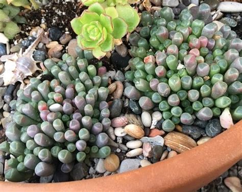 Species Spotlight Fenestraria Baby Toes The Succulent Eclectic