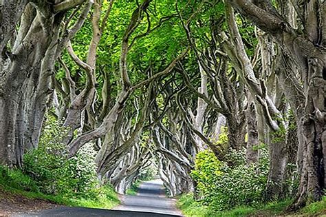 The Dark Hedges Of Northern Ireland Consigli Da Visitare E Cosa Devi