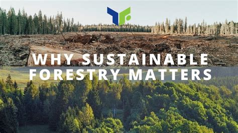 Why Sustainable Forestry Matters Youtube