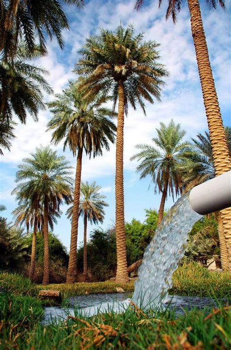 Al Ahsa Date Palm Trees Oasis Is Recognized By Guinness World Records