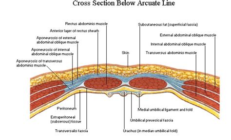 Anterior Abdominal Wall Vessels