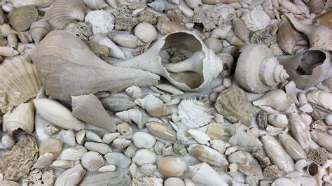 Fossils Of The Coastal Plain Earth Home
