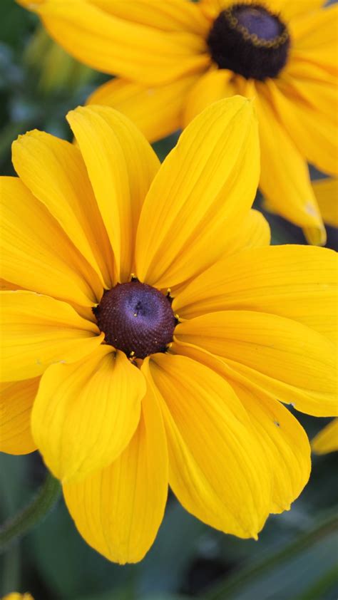 Black Eyed Susan Flowers Wallpaper Iphone Android And Desktop Backgrounds