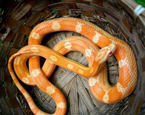 29 Best Images About Corn Snakes On Pinterest Pewter Different Types
