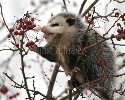 Opossum Eating Fruit In A Tree In Waukesha County Wisconsin On December
