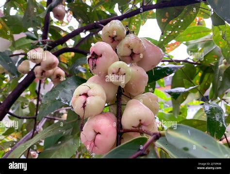 Ripe Water Apples Fruits Syzygium Aqueum On Its Tree Known As Rose