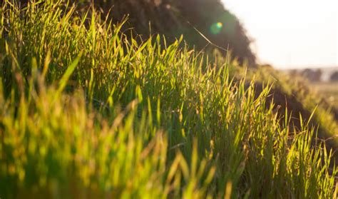 350 Yellowing Grass Stock Photos Pictures And Royalty Free Images Istock