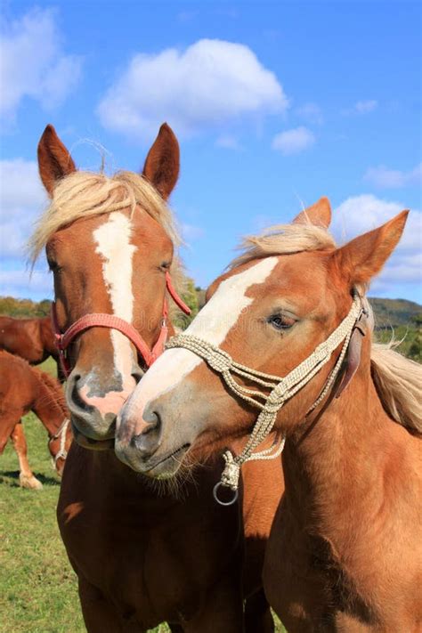 Horses In Love Stock Image Image Of Cold Close Creature 34144361