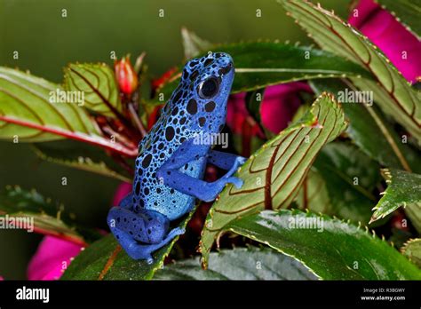Blue Azureus Poison Dart Frog Dendrobates Tinctorius Azureus Native