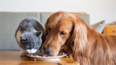 Signs of your dog being. Can Cats Eat Dog Food? Is Dog Food Safe For Cats? - CatTime