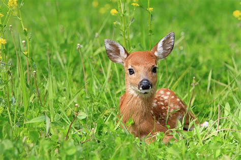 Fawn White Tailed Deer Photograph By Sylvain Cordier Fine Art America