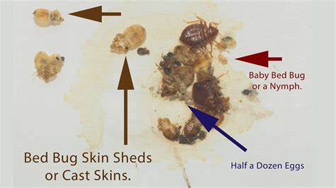 Baby Bed Bug Pic Pictures Photos
