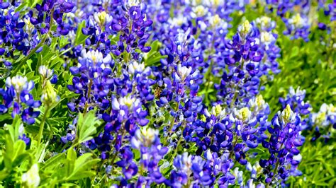 10 Gorgeous Blue Wildflowers To Surround Your Garden With Garden And