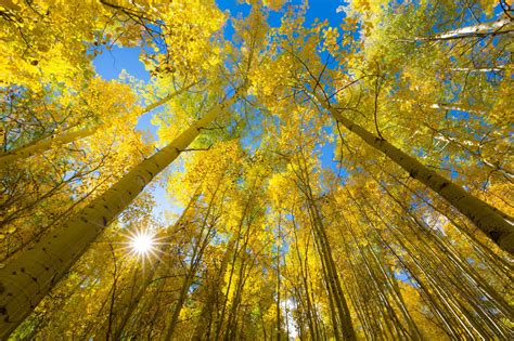 790267 Autumn Forests Trees Rays Of Light Rare Gallery Hd Wallpapers