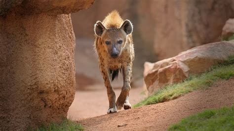 Spotted Hyena Facts Mating Habitat Skull Adaptations Diet