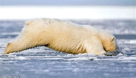 Polar Bear Cub Jumps In Frozen Alaskan Waters For A Swim