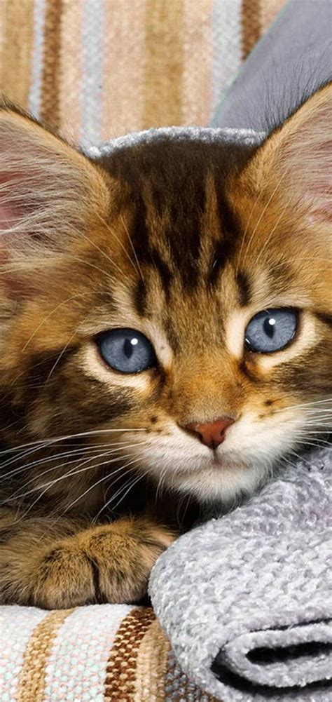 Los Mejores Fondos De Pantallas De Gatos Kittens And Puppies Cute Cats