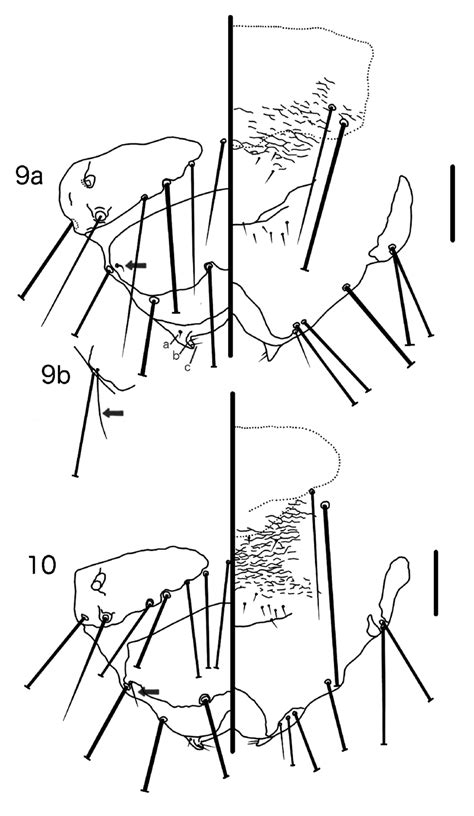 Female Terminalia Dorsal And Ventral Views 9 Paraphilopterus