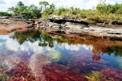 Cano Cristales The River Of Five Colors Amusing Planet