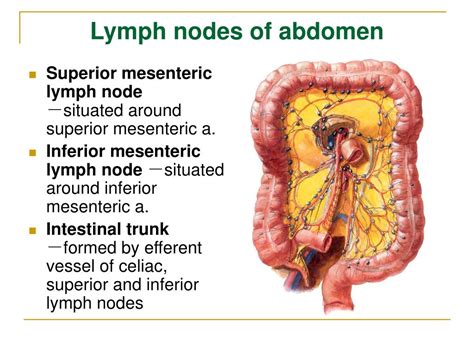 Ppt The Lymphatic System Powerpoint Presentation Free Download Id