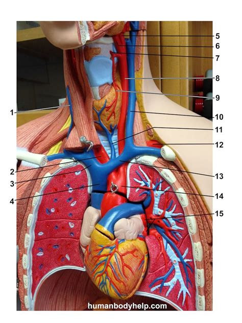 Upper Torso Arteries Anatomy Models Labeled Human My Xxx Hot Girl