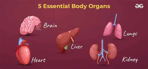 What Are The 78 Organs In The Human Body Geeksforgeeks