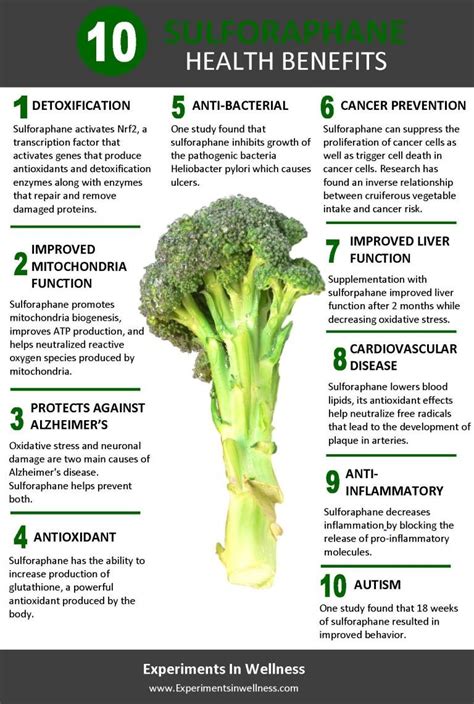 Broccoli Extract Benefits Vegetable