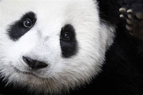 Giant Pandas No Longer An Endangerd Species Eastern Gorrilla Numbers