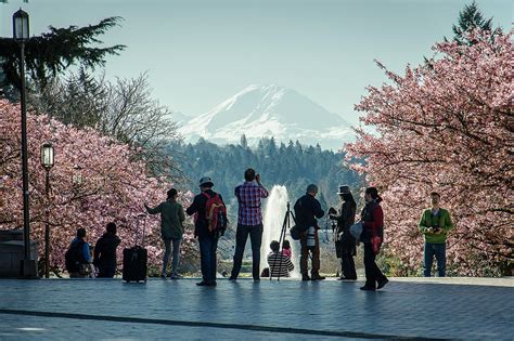 Cherry Blossoms In Seattle 01 Photograph By George Mann Fine Art