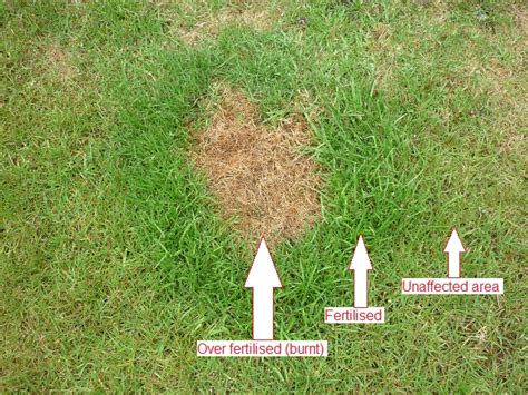 Dog Urine Patch On A Lawn The Lawn Man
