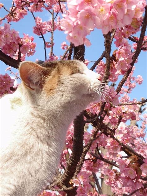 黄金のコラボ！ 桜と猫の美しすぎる画像集 〓 ねこメモ 〓 Cats Pretty Cats Cat Aesthetic