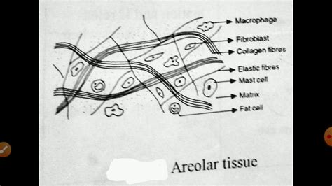 Areolar Connective Tissue Youtube