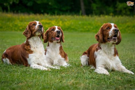 Welsh Springer Spaniel Dog Breed | Facts, Highlights & Buying Advice ...