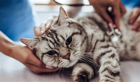 However, it's important to keep in mind that the heart medication. Heart Murmurs in Cats | Great Pet Care