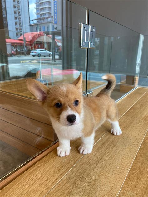 Guessing that in a couple of days, it'll be every kid for themself, and then the real fun will begin. Best Quality Corgi Puppies for Sale In Singapore (July 2020)