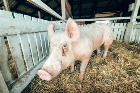 Pig Waste Management And Sustainable Manure Utilization