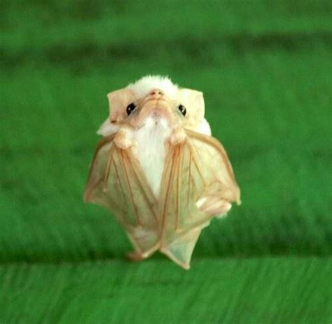 Honduran White Bat Bats Pinterest So Cute Honduras