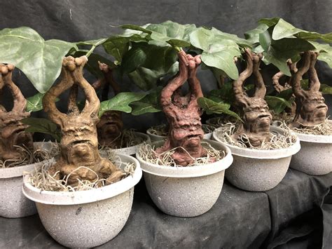 Mandrake Rootling Etsy Plants Harry Potter Plants Aging Terra