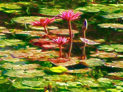 Pink Lotus Flower 2 Painting By Jeelan Clark