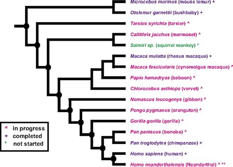 Phylogenomic Evidence Of Adaptive Evolution In The Ancestry Of Humans