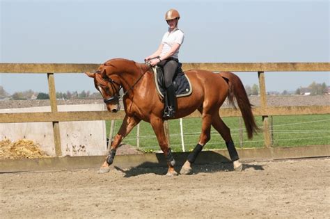 Maybe you would like to learn more about one of these? Mooi groot dressuur paard | Bokt.nl