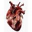 Human Heart On Behance