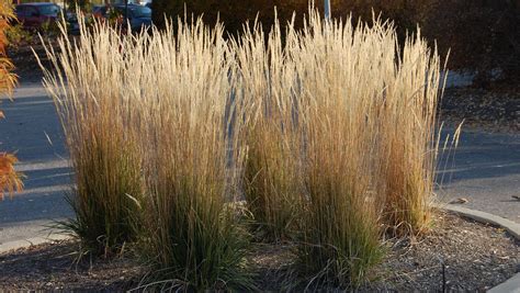 Ornamental Grasses Are A Must In The Kentucky Garden