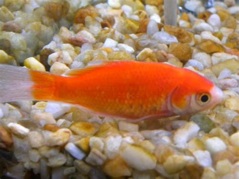 Common Goldfish Group Goldfish Wiki Wikia