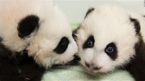 Atlanta Panda Twins Growing Up Fast Cnn Travel
