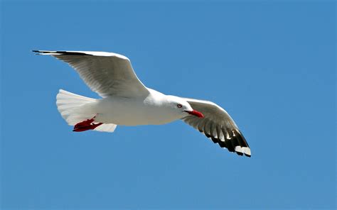 Seagull Wallpaper 59 Pictures